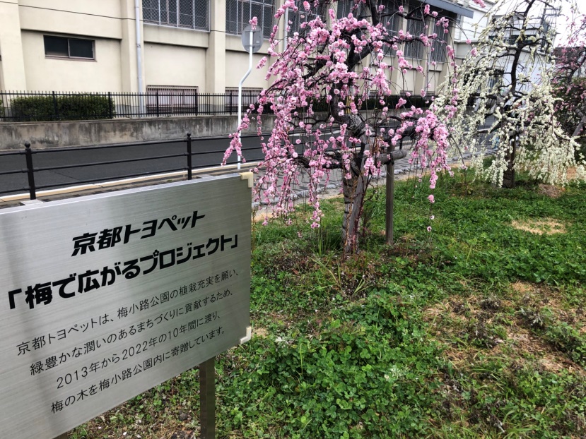 梅小路公園内の看板 京都トヨペット「梅で広がるプロジェクト」。奥に紅白の枝垂れ梅が見える